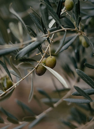 Emine (Turkey) 50 cl-Saints Pères Paris- Ceramic Plates, Platters, Bowls, Coffee Cups. Animal Designs, Zebra, Flamingo, Elephant. Graphic Designs and more.