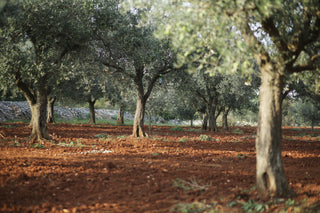 Brist Oleum (Croatia) 50 cl-Saints Pères Paris- Ceramic Plates, Platters, Bowls, Coffee Cups. Animal Designs, Zebra, Flamingo, Elephant. Graphic Designs and more.