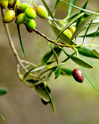 Nomia Estate (Greece)-Saints Pères Paris-75 cl- Ceramic Plates, Platters, Bowls, Coffee Cups. Animal Designs, Zebra, Flamingo, Elephant. Graphic Designs and more.