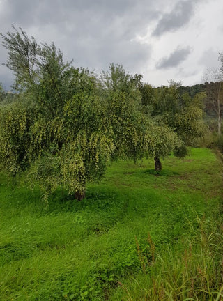 Nomia Estate (Greece) 50 cl-Saints Pères Paris- Ceramic Plates, Platters, Bowls, Coffee Cups. Animal Designs, Zebra, Flamingo, Elephant. Graphic Designs and more.